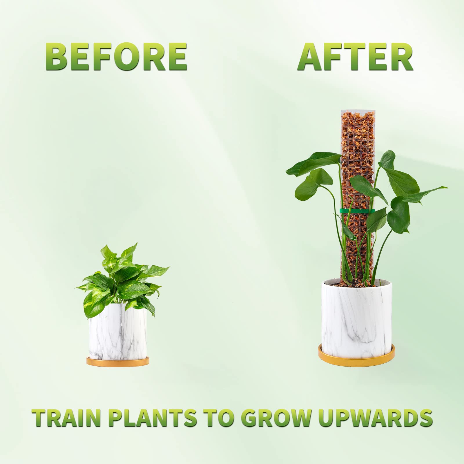 이끼 기둥 식물 식물 지원 플라스틱 투명 재사용 가능한 - Indoor Herb Garden 리뷰 및 가격