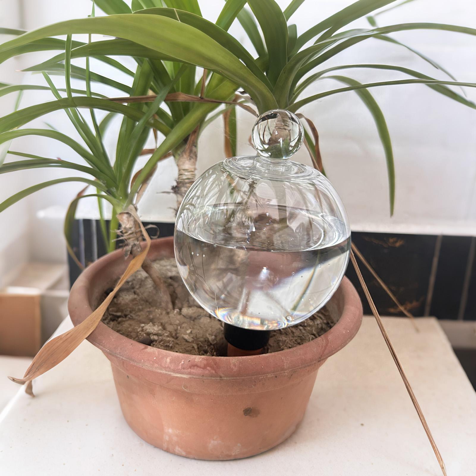 식물 급수용 전구 4개 500ml 투명 자동 급수 글로 - Self Watering Planter 리뷰 및 가격