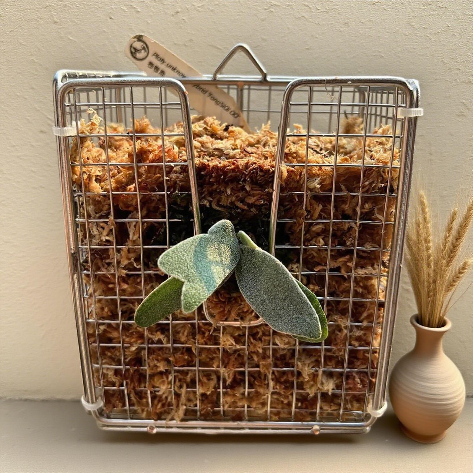 스테이그혼 고사리 장착 키트 스테인리스 스틸 벽걸이 화 - Vertical Planter 리뷰 및 가격