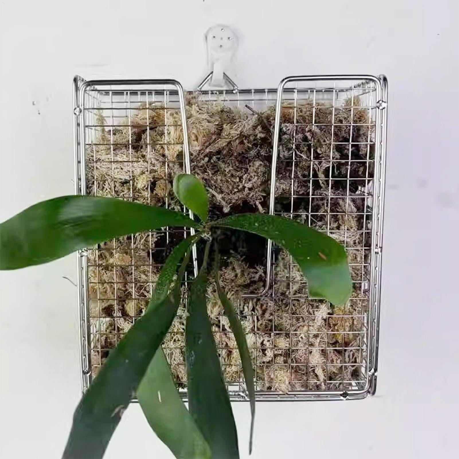 스테이그혼 고사리 장착 키트 스테인리스 스틸 벽걸이 화 - Vertical Planter 리뷰 및 가격
