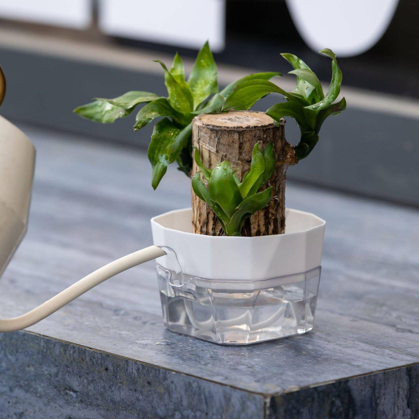 수경재배 화병 2단 자동 급수 화분 투명 PET 재질  - Plant Pot 리뷰 및 가격