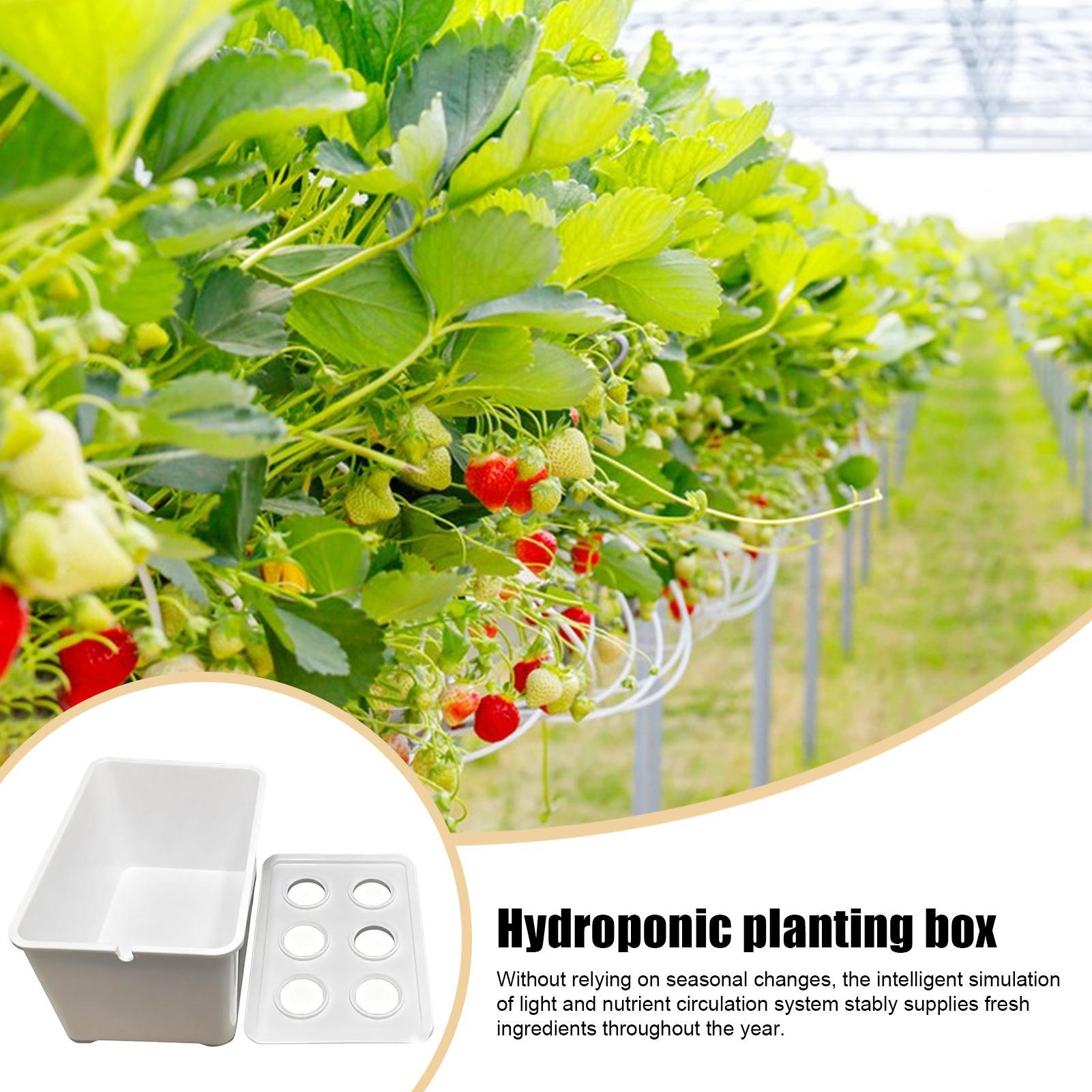 수경재배 키트 초보자용 장비 가정용 수경재배 묘목 시스 - Hydroponic Kit 리뷰 및 가격