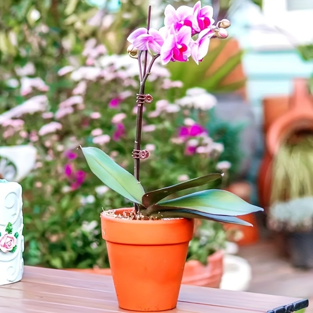 난초 및 덩굴식물용 정원 클립 100개, 내구성 있는  - Indoor Herb Garden 리뷰 및 가격