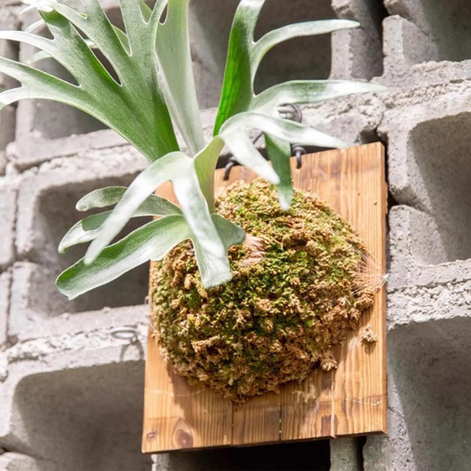 1Pcs 실내 나무 Staghorn 고사리 교수형 보드 - Vertical Planter 리뷰 및 가격