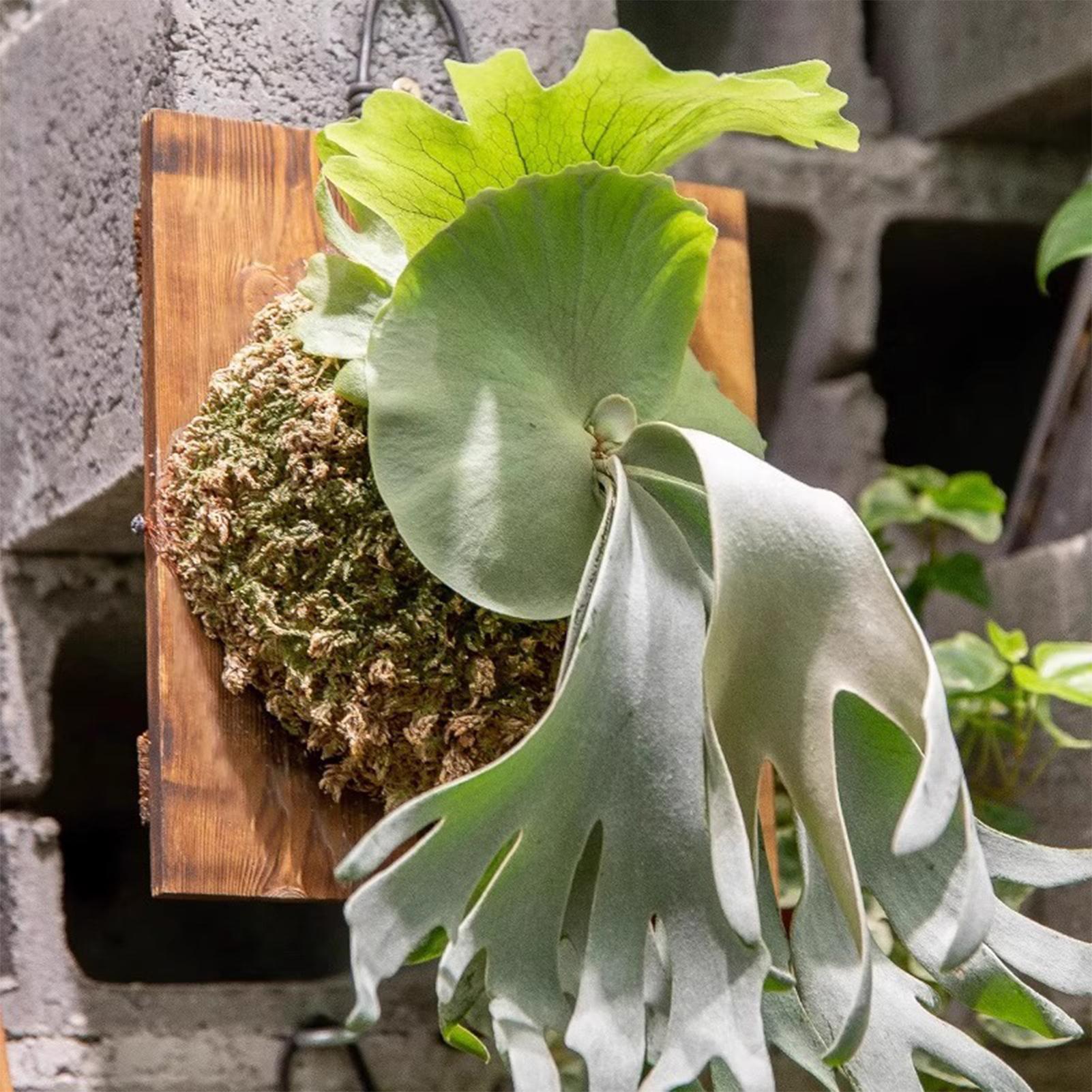 1Pcs 실내 나무 Staghorn 고사리 교수형 보드 - Vertical Planter 리뷰 및 가격