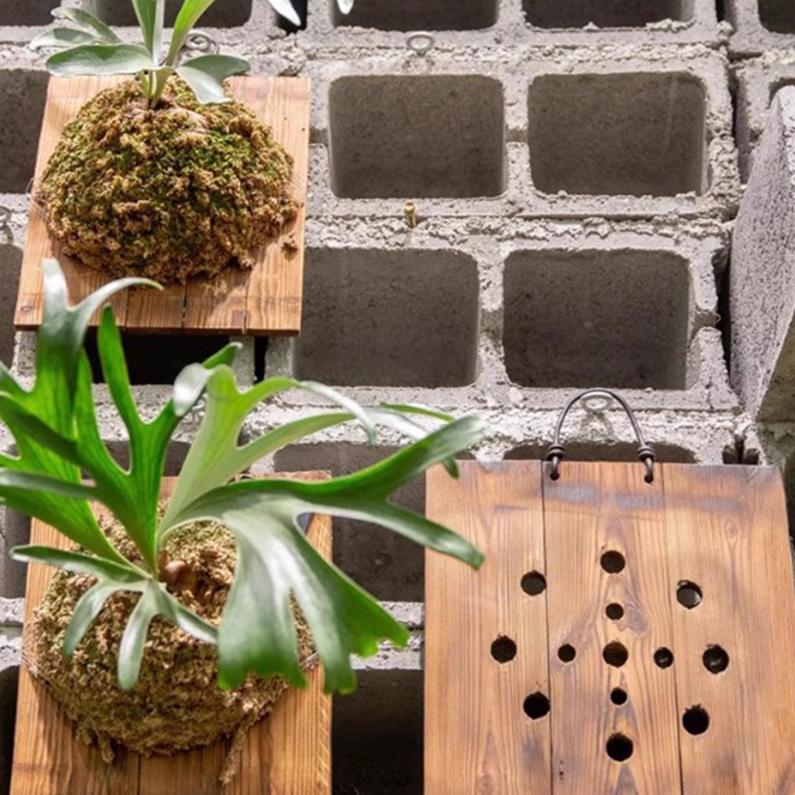 1Pcs 실내 나무 Staghorn 고사리 교수형 보드 - Vertical Planter 리뷰 및 가격