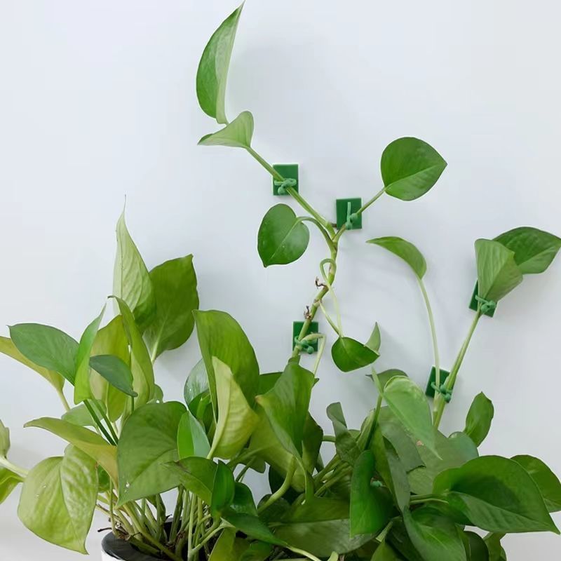 자가 접착식 식물 등반용 벽 고정 클립 덩굴 등나무 고 - Indoor Herb Garden 리뷰 및 가격