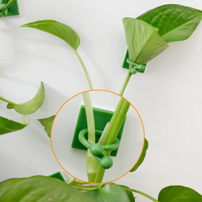 자가 접착식 식물 등반용 벽 고정 클립 덩굴 등나무 고 - Indoor Herb Garden 리뷰 및 가격