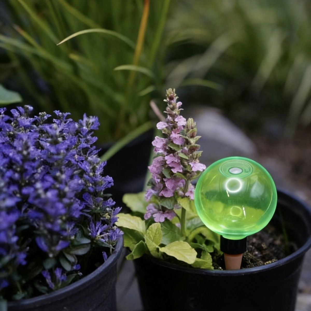3개 대형 식물 자동 급수 글로브 플라스틱 물병 자동  - Self Watering Planter 리뷰 및 가격