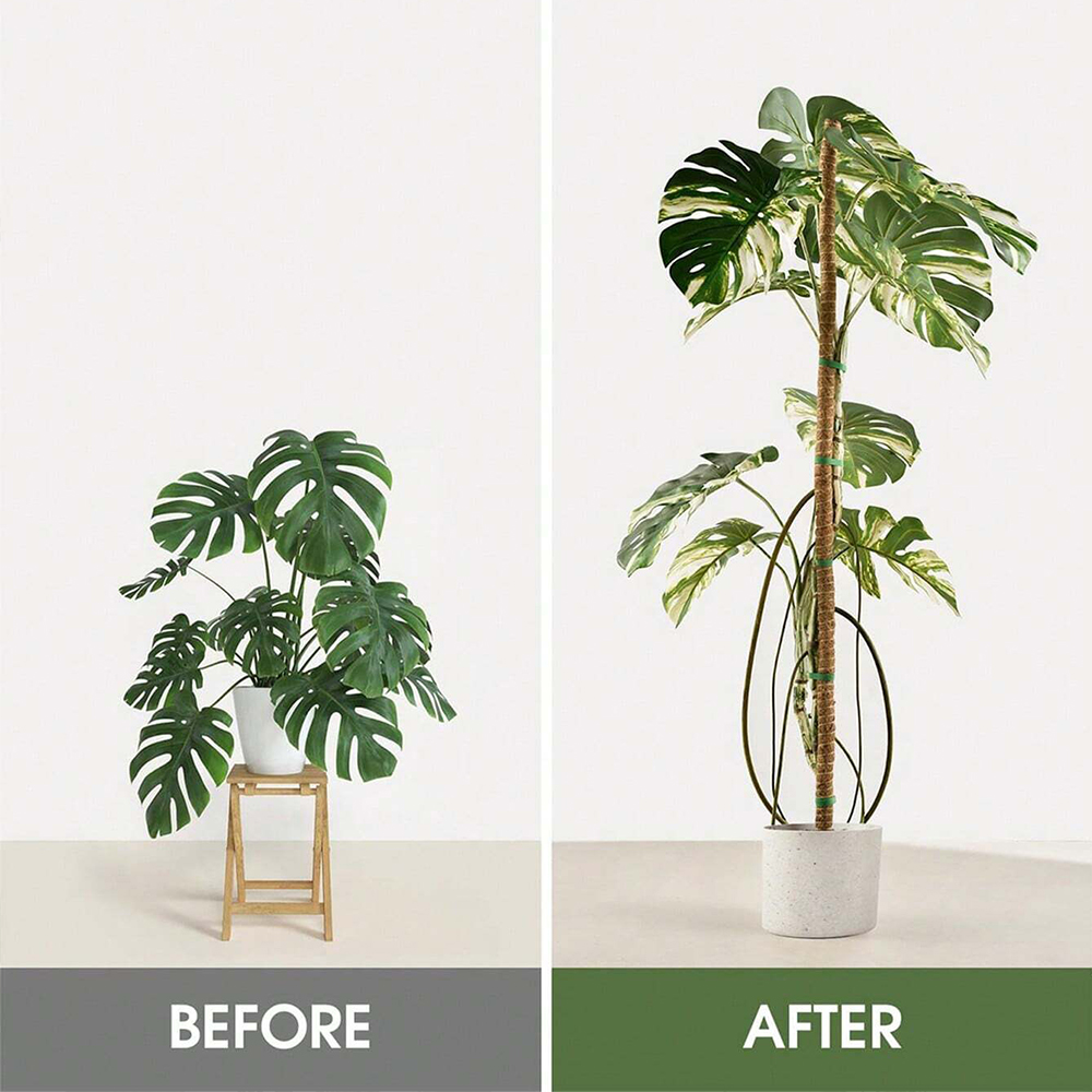 식물용 모스폴, 몬스테라 식물 지지대, 실내 식물 등반 - Indoor Herb Garden 리뷰 및 가격