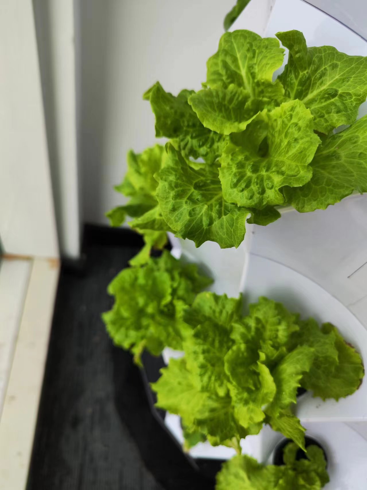 농장 자동 관개 드립 키트 시스템 수경 재배 타워 시스 - Hydroponic Kit 리뷰 및 가격