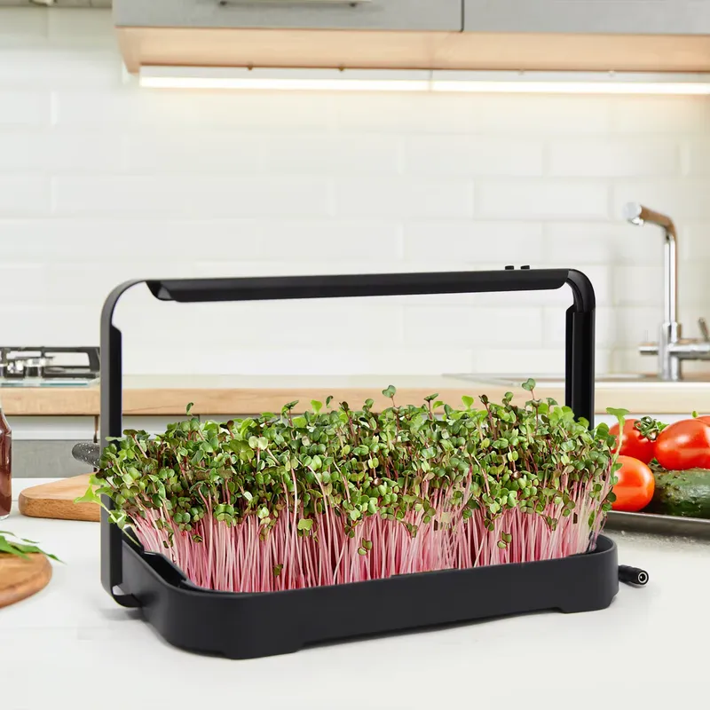 수경재배 트레이 실내 마이크로그린 씨앗 새싹 재배 시스 - Hydroponic Kit 리뷰 및 가격